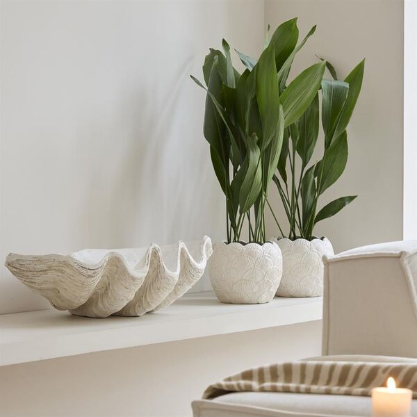 Shell planter