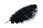 Ostrich Feather 40-45cm, Black