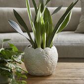 Shell planter