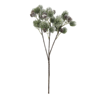 Fleur branch with cedar spruce & pine
